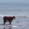 MintIceBear